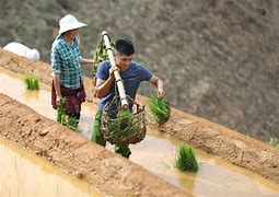 Mùa Nước Đổ Mùa Cấy Lúa Nếp